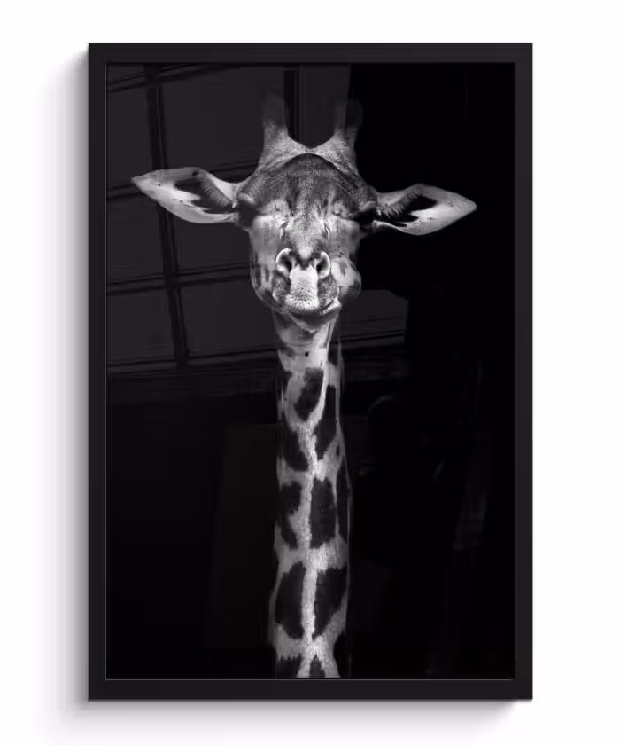 Poster met lijst - Giraffe - Portret - Dieren - Zwart - Wit