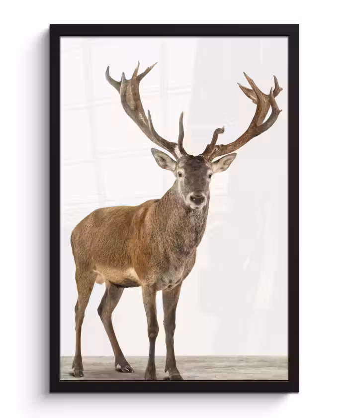 Poster met lijst - Hert - Dieren - Gewei - Kinderen - Meisjes - Jongens