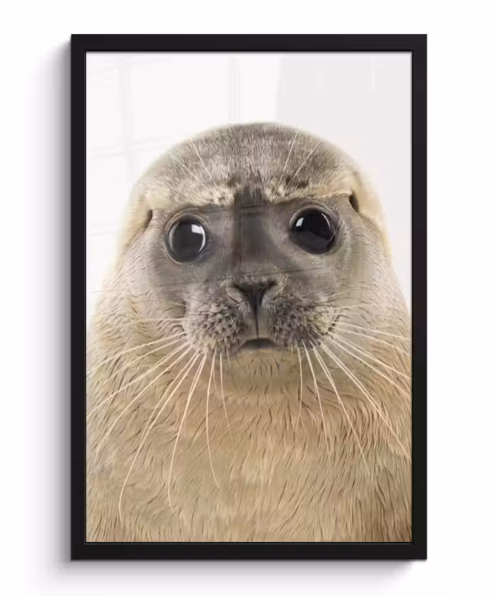 Poster met lijst - Jongens - Zeehond - Kinderen - Meisjes - Dieren