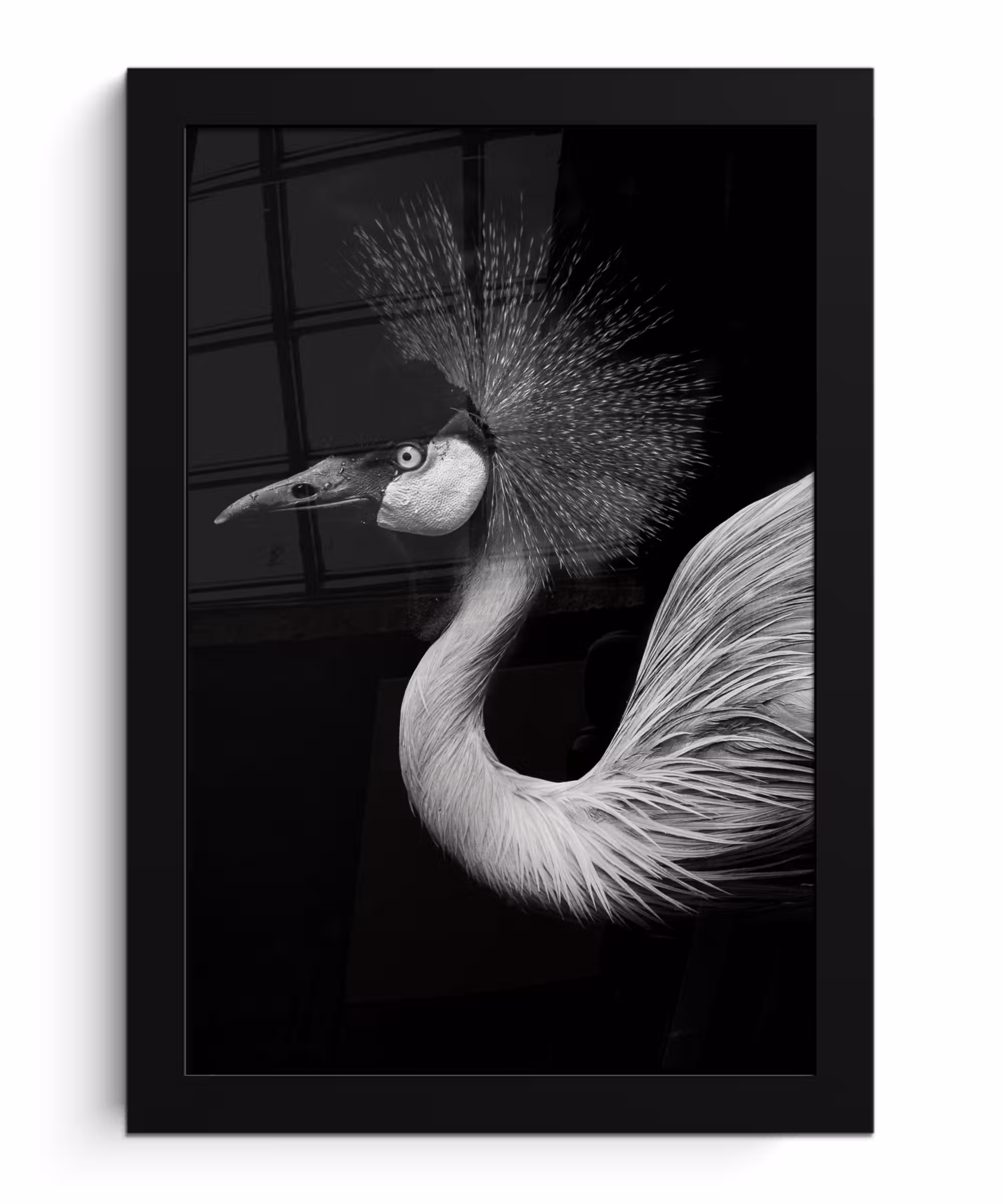 Poster met lijst - Kraanvogel - Zwart - Wit - Vogel - Dieren