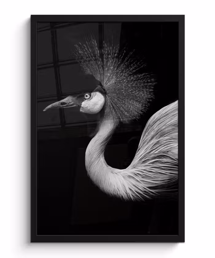 Poster met lijst - Kraanvogel - Zwart - Wit - Vogel - Dieren