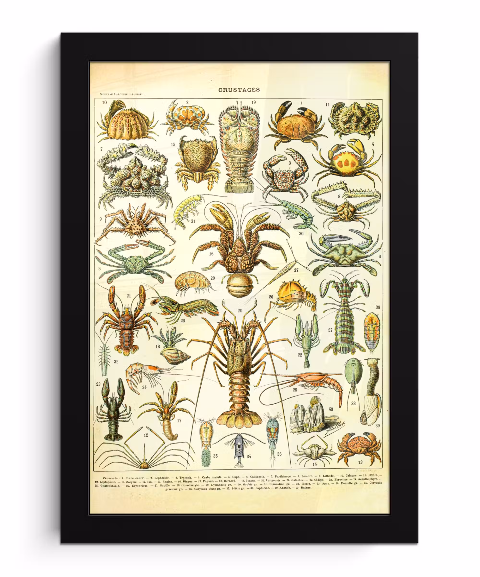 Poster met lijst - Kreeft - Dieren - Zeedieren - Vintage - Adolphe Millot