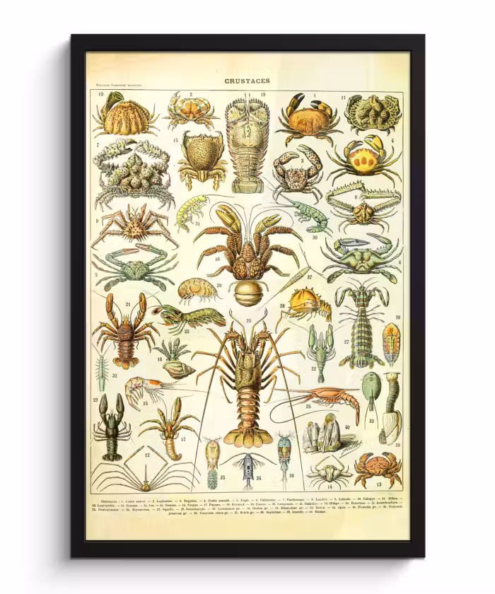 Poster met lijst - Kreeft - Dieren - Zeedieren - Vintage - Adolphe Millot
