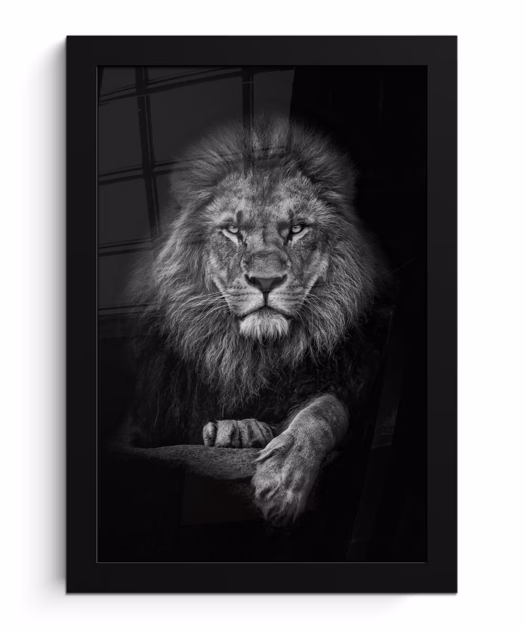 Poster met lijst - Leeuw - Dieren - Zwart - Wit
