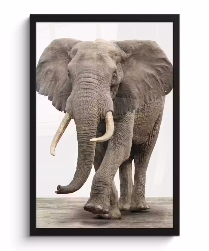 Poster met lijst - Olifant - Kinderen - Jongens - Dieren - Meisjes