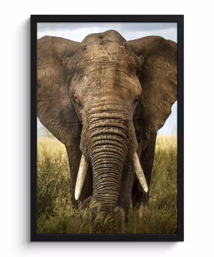 Poster met lijst - Olifant - Natuur - Gras - Dieren - Landschap