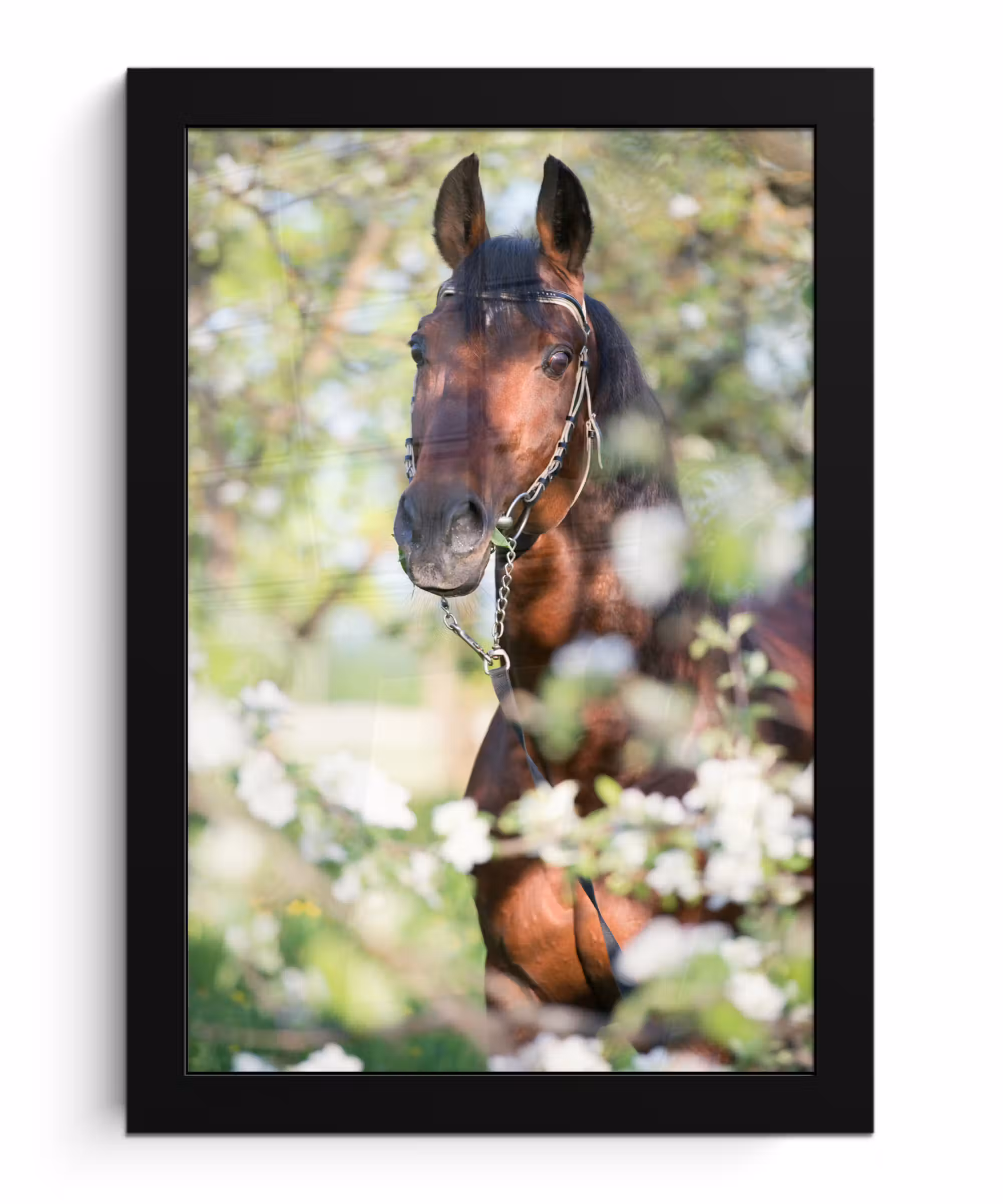 Poster met lijst - Paarden  - Bloesem - Lente - Dieren