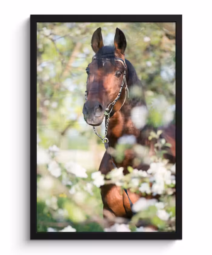 Poster met lijst - Paarden  - Bloesem - Lente - Dieren