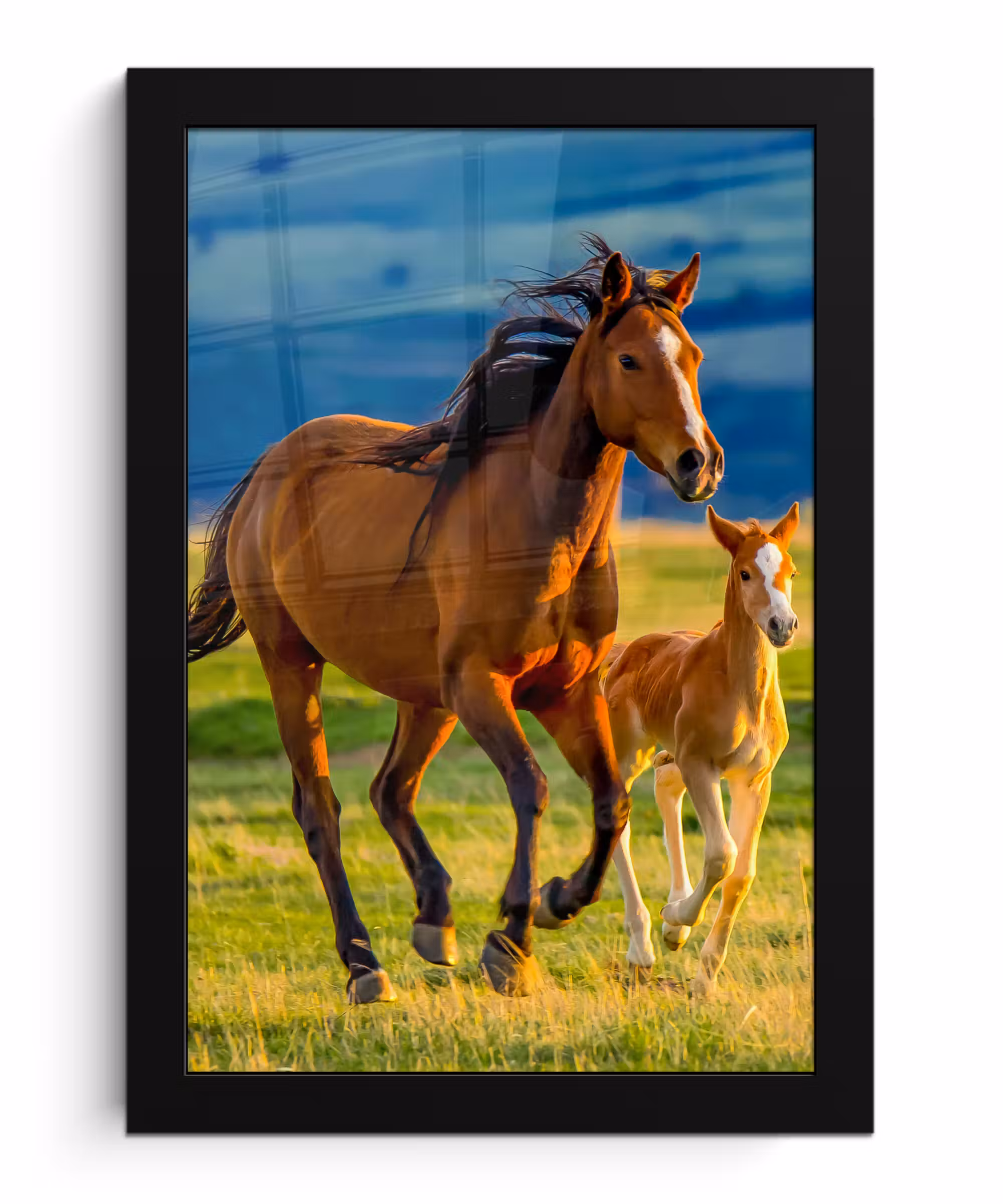 Poster met lijst - Paarden - Gras - Dieren - Landschap - Natuur