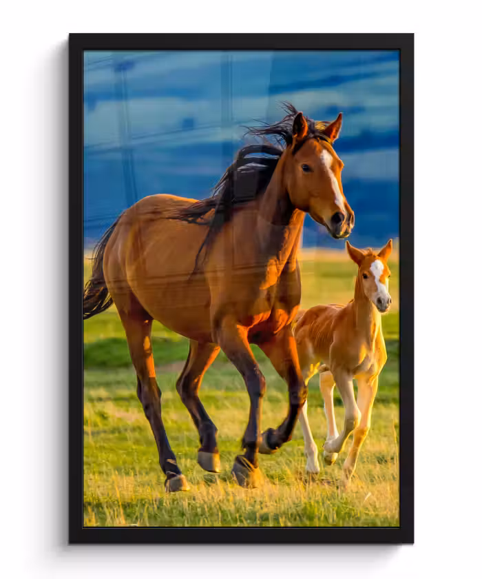 Poster met lijst - Paarden - Gras - Dieren - Landschap - Natuur