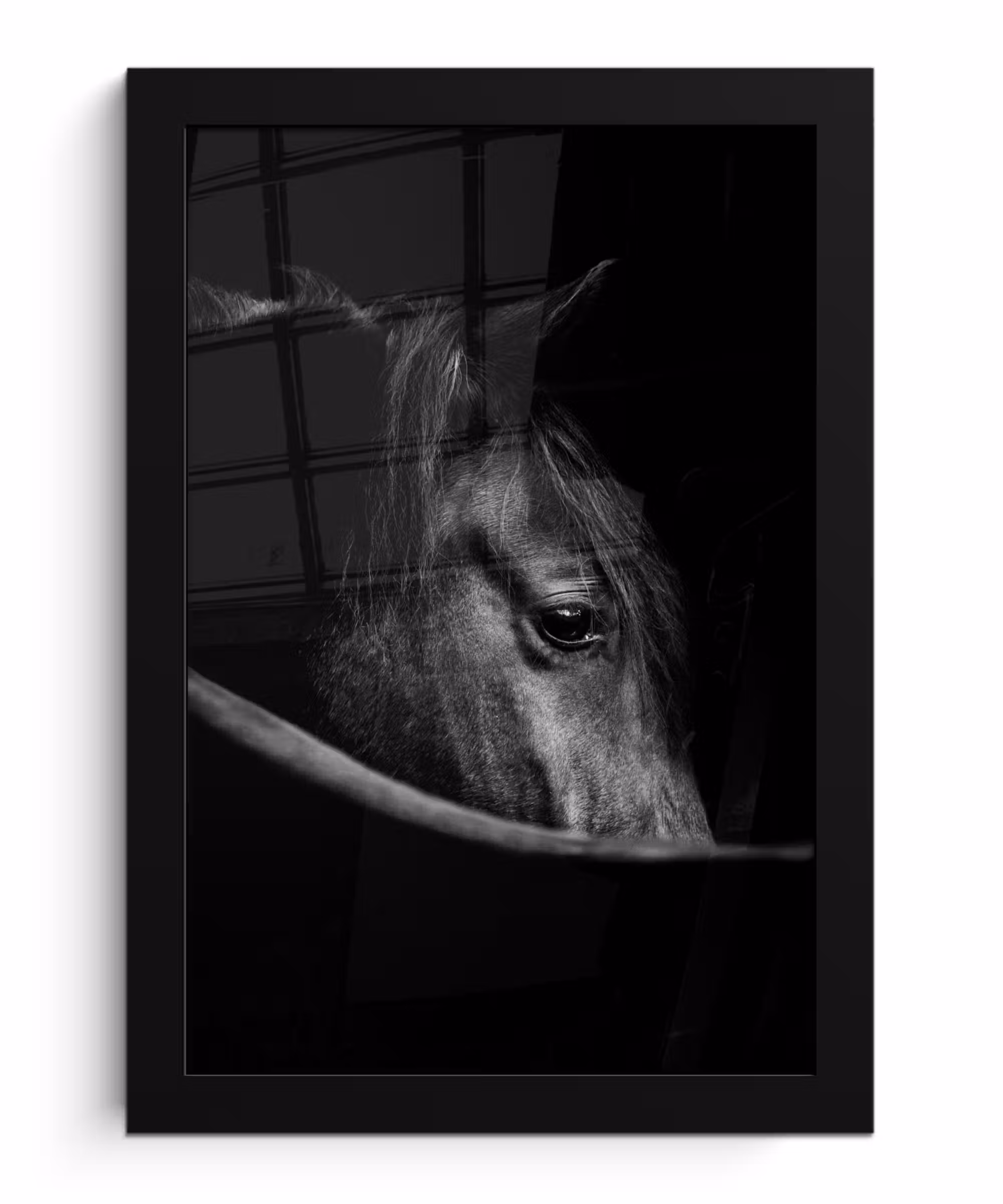 Poster met lijst - Paarden - Portret - Zwart - Dieren