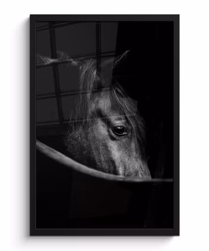 Poster met lijst - Paarden - Portret - Zwart - Dieren