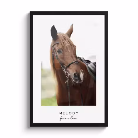 Foto in lijst paarden