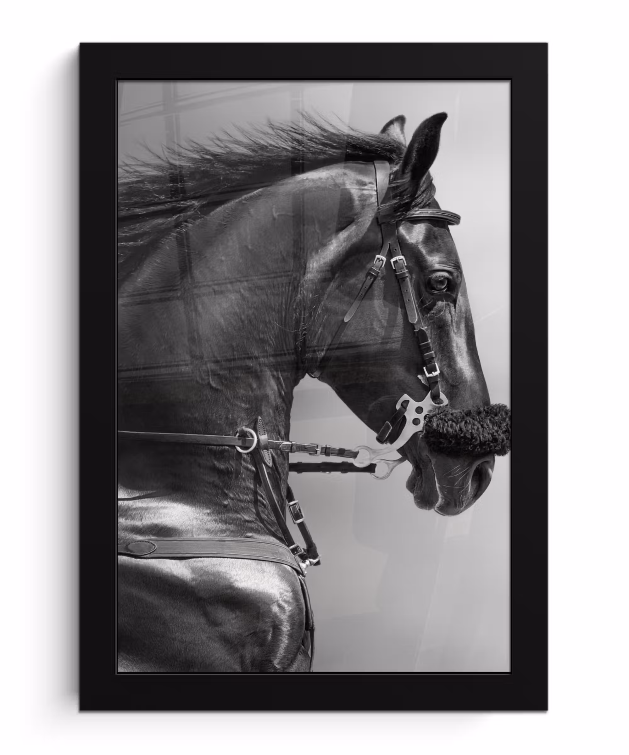 Poster met lijst - Paarden - Zwart - Portret - Dieren
