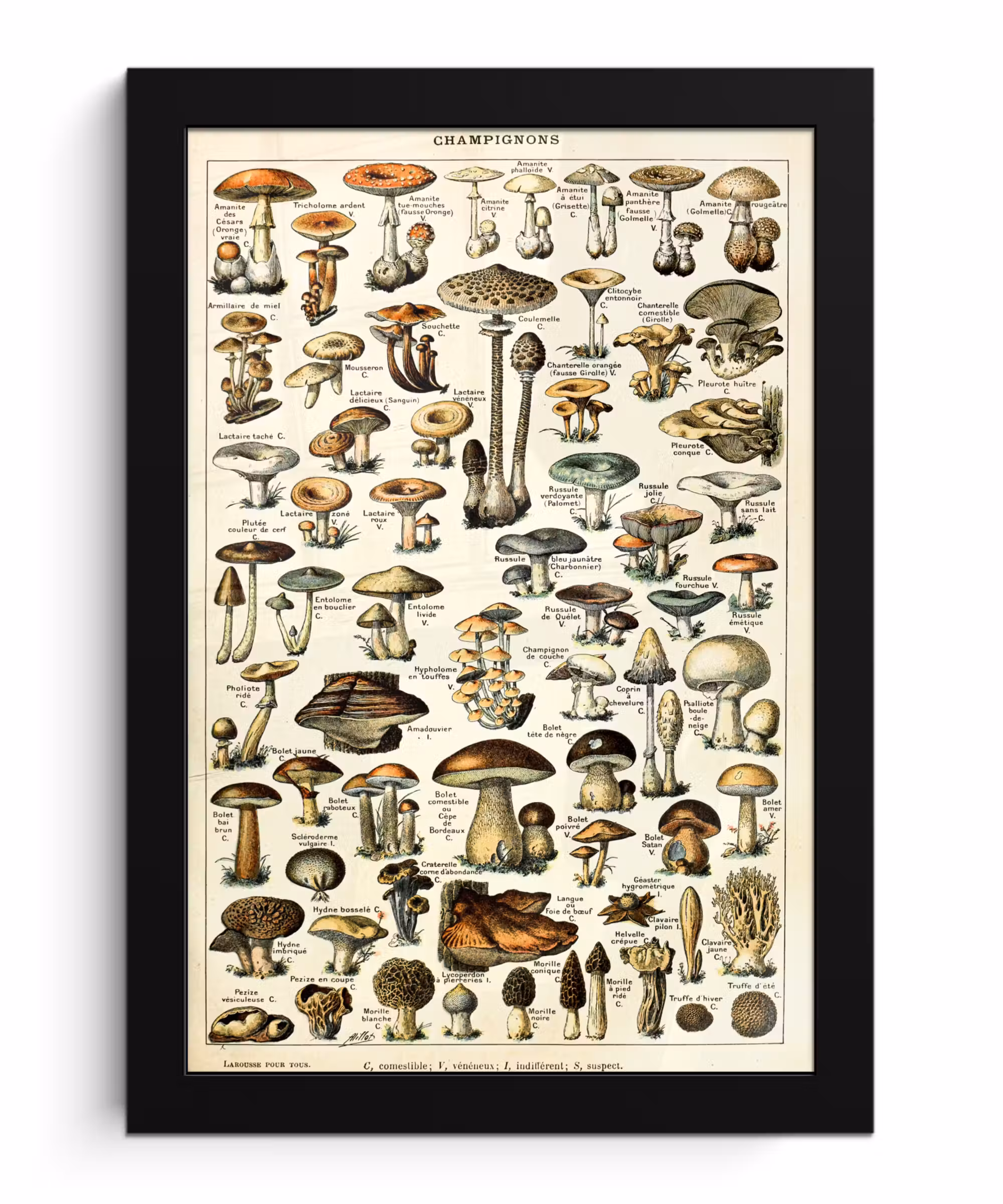 Poster met lijst - Paddenstoel - Herfst - Seizoenen - Vintage - Adolphe Millot - Natuur
