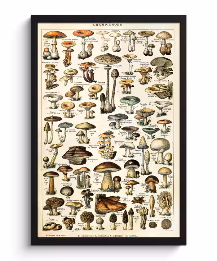 Poster met lijst - Paddenstoel - Herfst - Seizoenen - Vintage - Adolphe Millot - Natuur