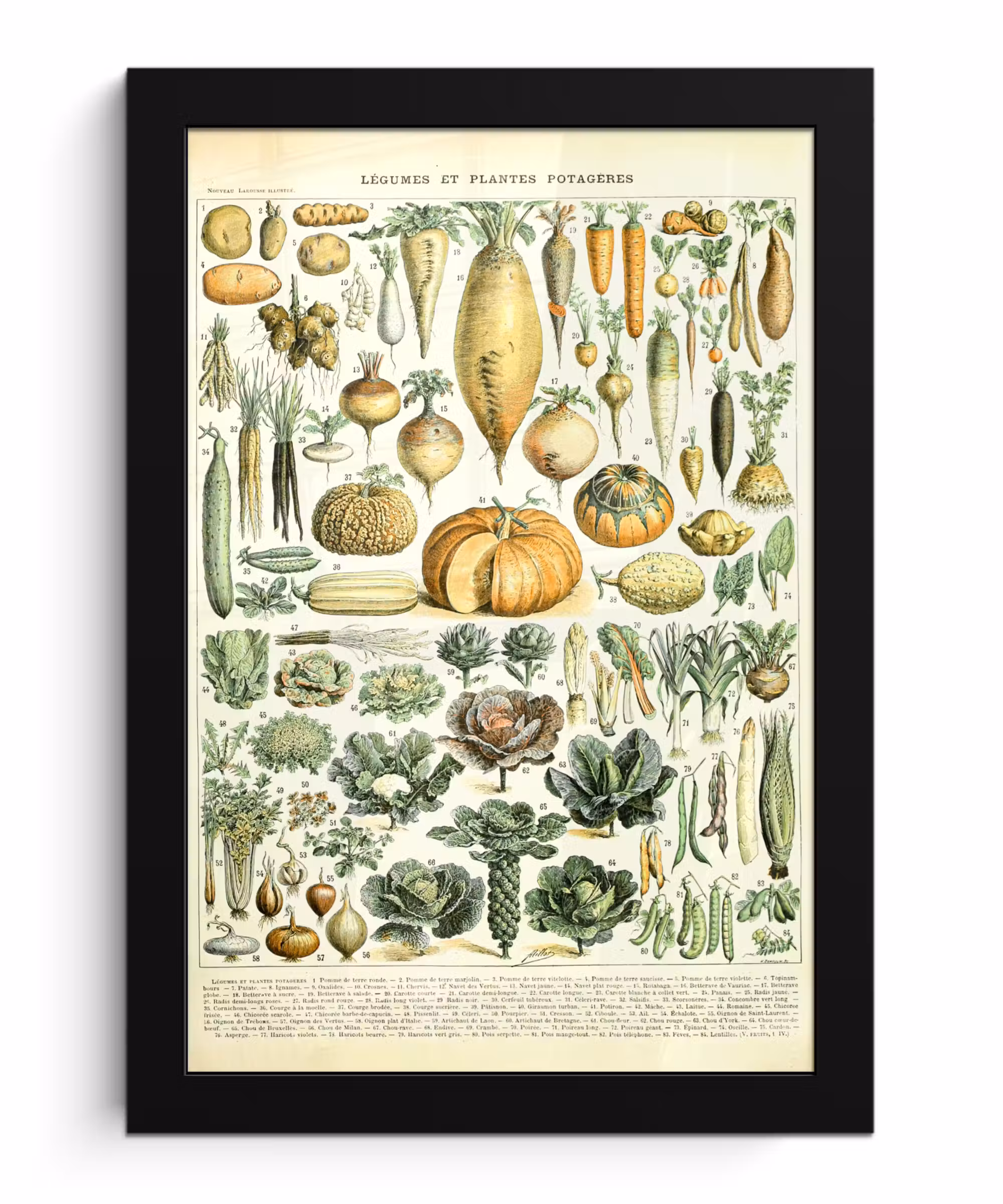 Poster met lijst - Vintage - Groenten - Wortel - Kunst - Adolphe Millot - Oranje