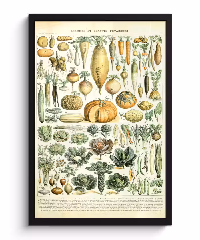 Poster met lijst - Vintage - Groenten - Wortel - Kunst - Adolphe Millot - Oranje