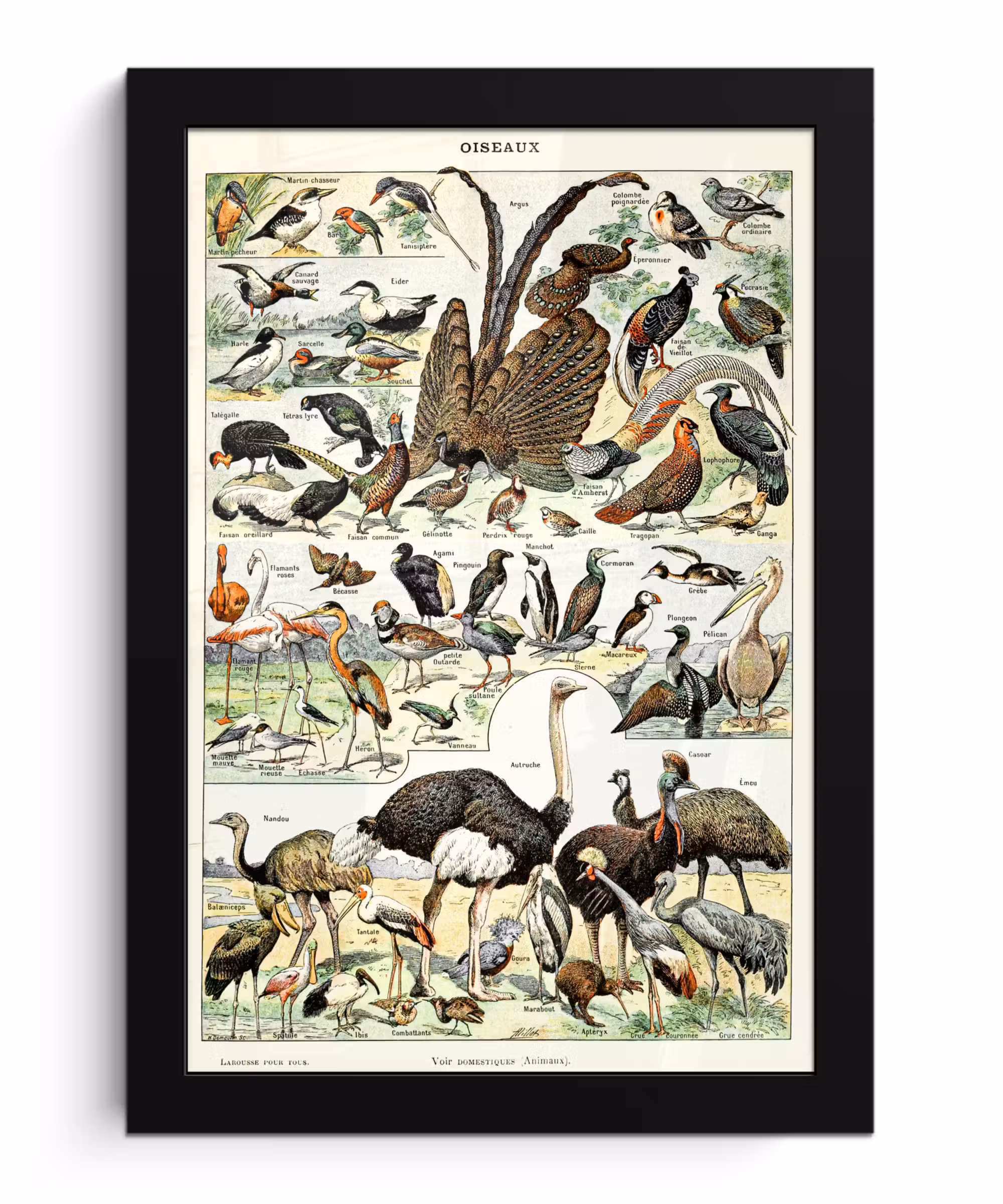 Poster met lijst - Vogel - Natuur - Dieren - Vintage - Kunstwerk
