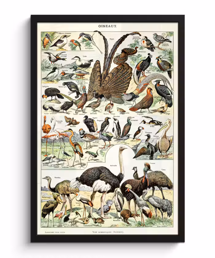 Poster met lijst - Vogel - Natuur - Dieren - Vintage - Kunstwerk