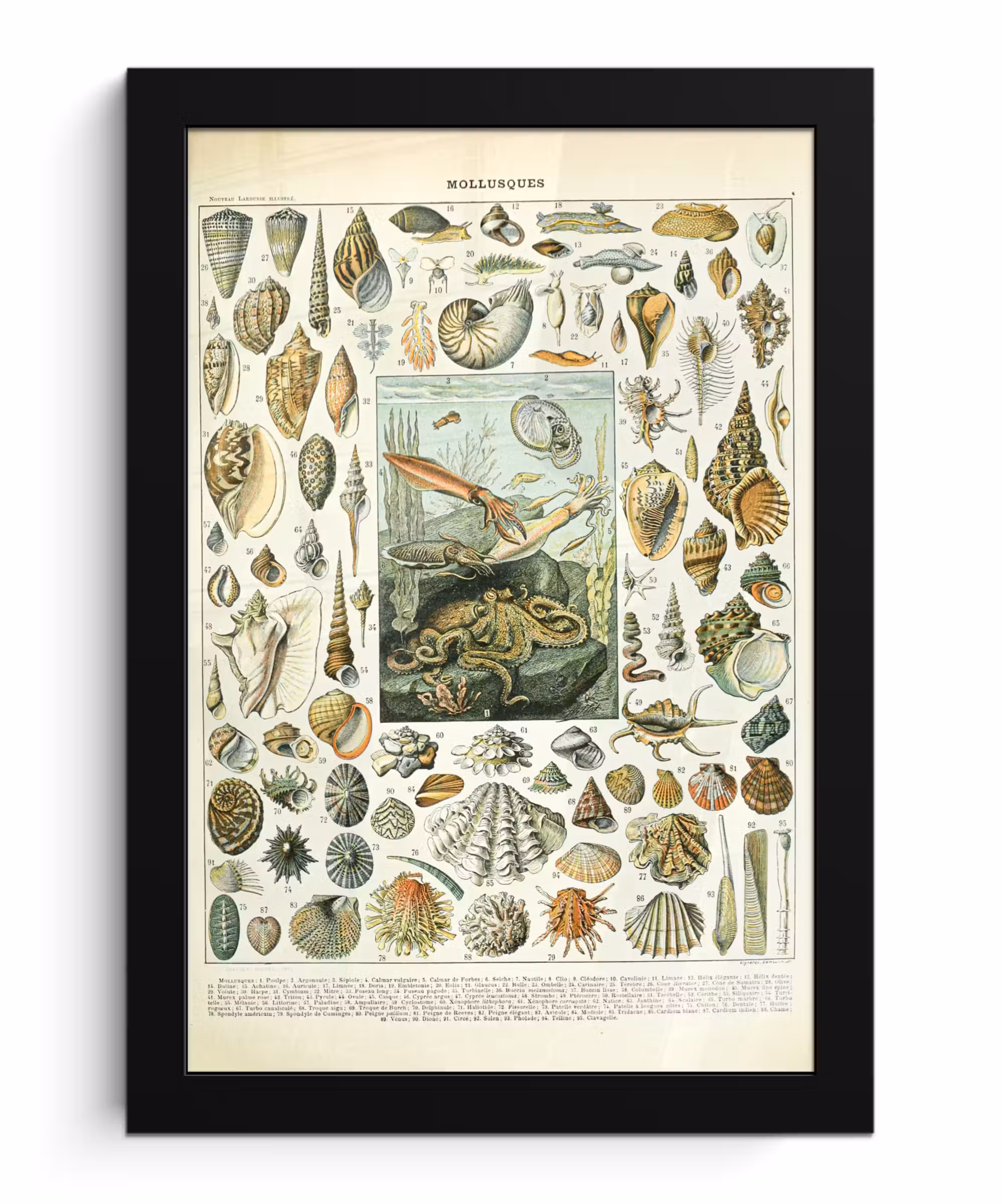 Poster met lijst - Zeedieren - Schelp - Vintage - Zee - Adolphe Millot