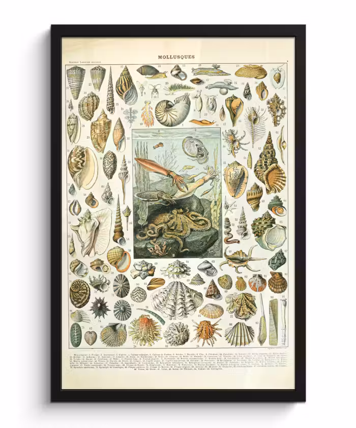 Poster met lijst - Zeedieren - Schelp - Vintage - Zee - Adolphe Millot