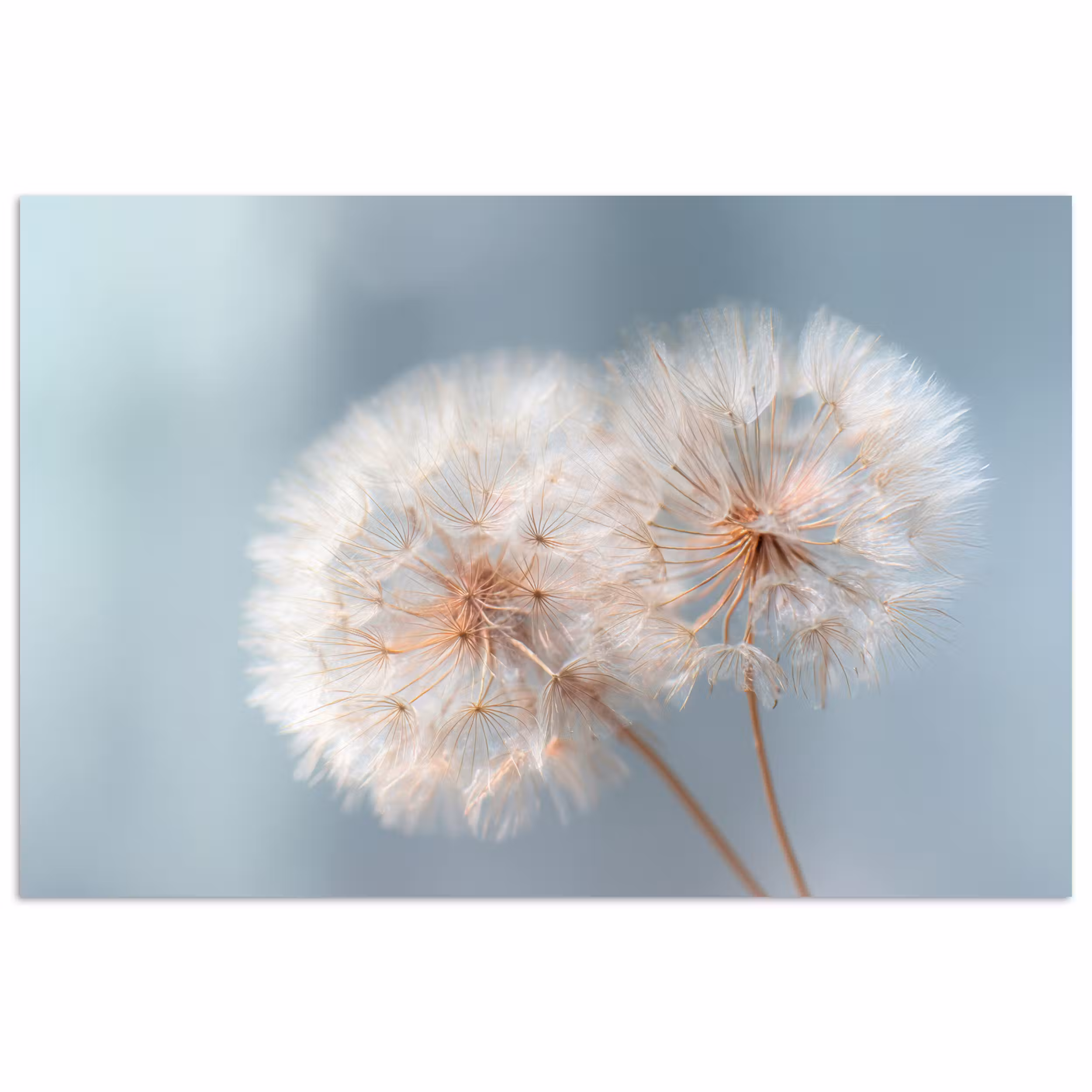 Poster – Paardenbloemen - Pluisjes - Wit