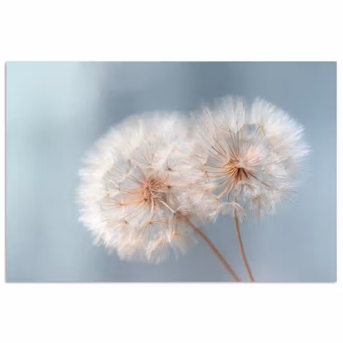 Poster – Paardenbloemen - Pluisjes - Wit