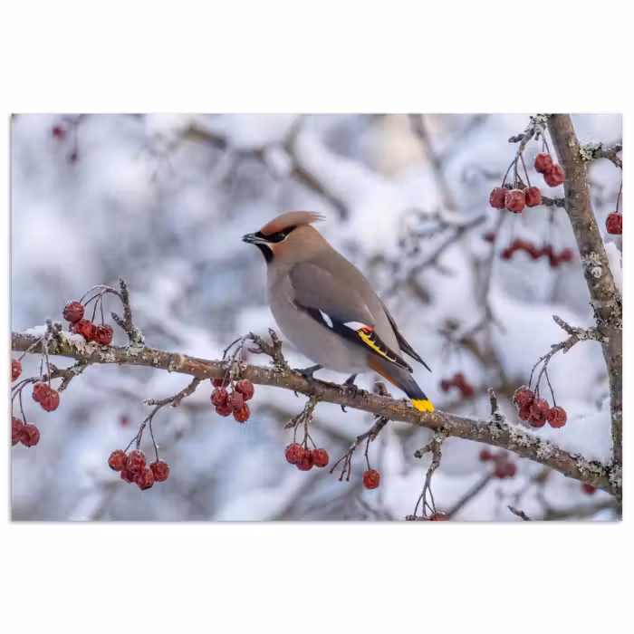 Poster - Pestvogel - Bessen - Winter - Natuur