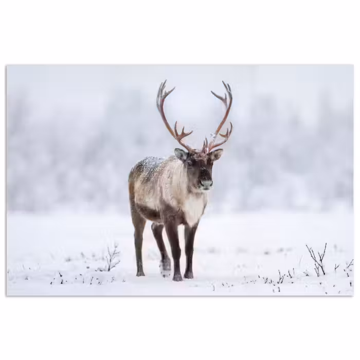 Poster - Rendier - Gewei - Toendra - Sneeuw - Wild