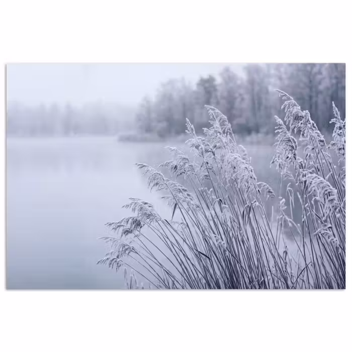 Poster - Riet - Bevroren - Winter - Natuur