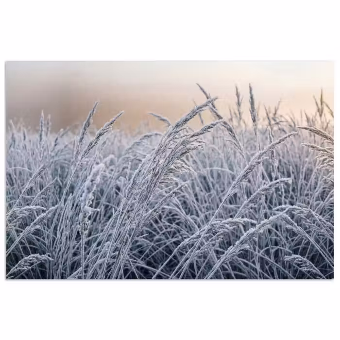 Poster - Rijp - Gras - Kristallen - Winter - Minimalistisch