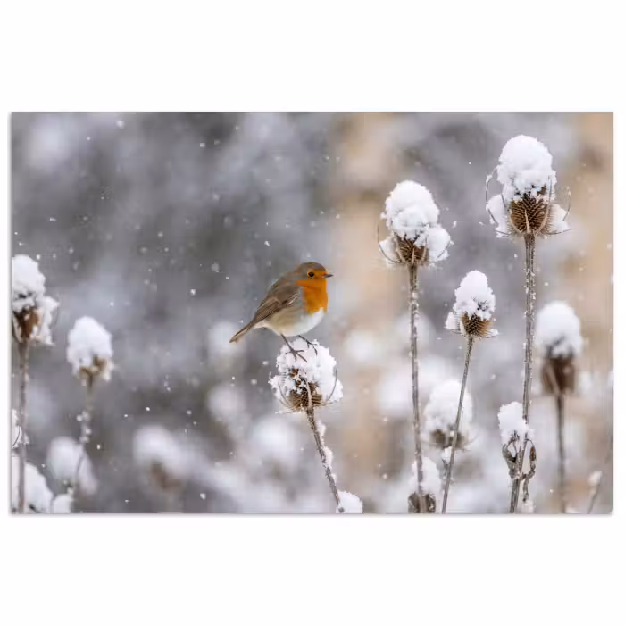 Poster - Roodborstje - Gedroogde bloem - Sneeuw - Winter - Vertederend