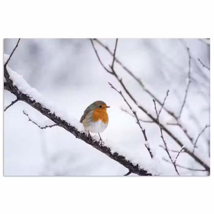 Poster - Roodborstje - Tak - Sneeuw - Winter - Levendig