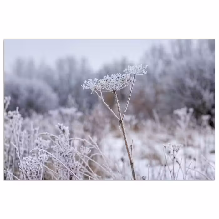 Poster - Schermbloem - Rijp - Kristallen - Winter - Delicaat
