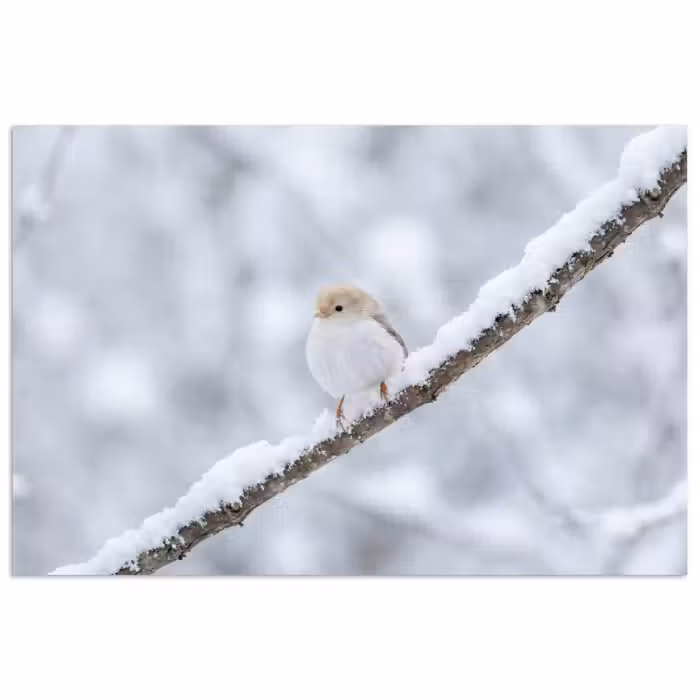 Poster - Vogeltje - Sneeuw - Tak - Winter - Zacht