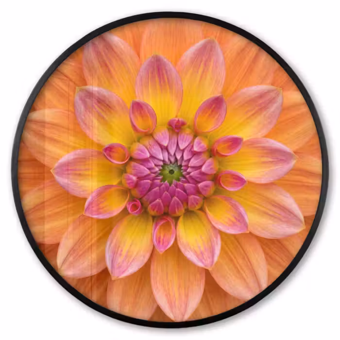Ronde fotolijst - Dahlia - Bloem - Oranje