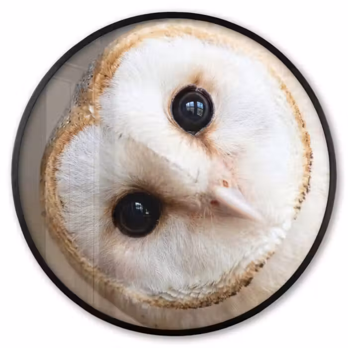 Ronde fotolijst - Uil - Bruin - Wit