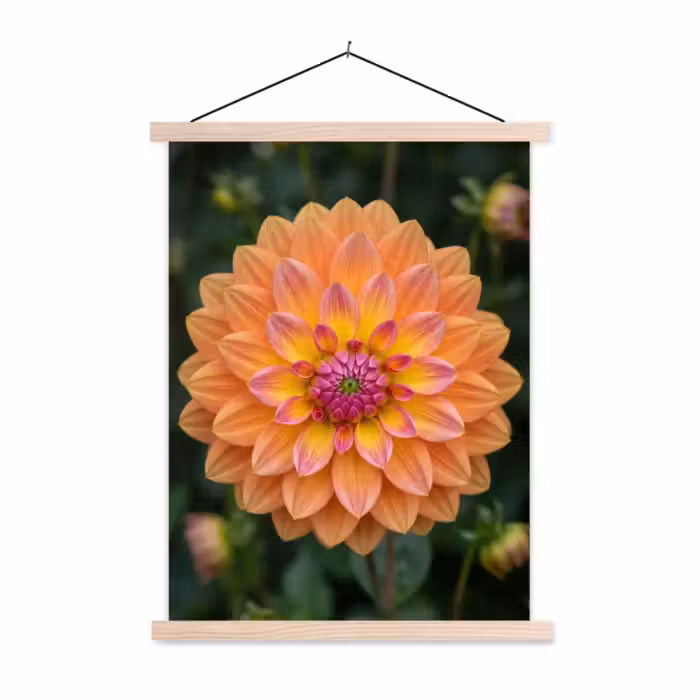 Schoolplaat - Dahlia - Bloem - Oranje