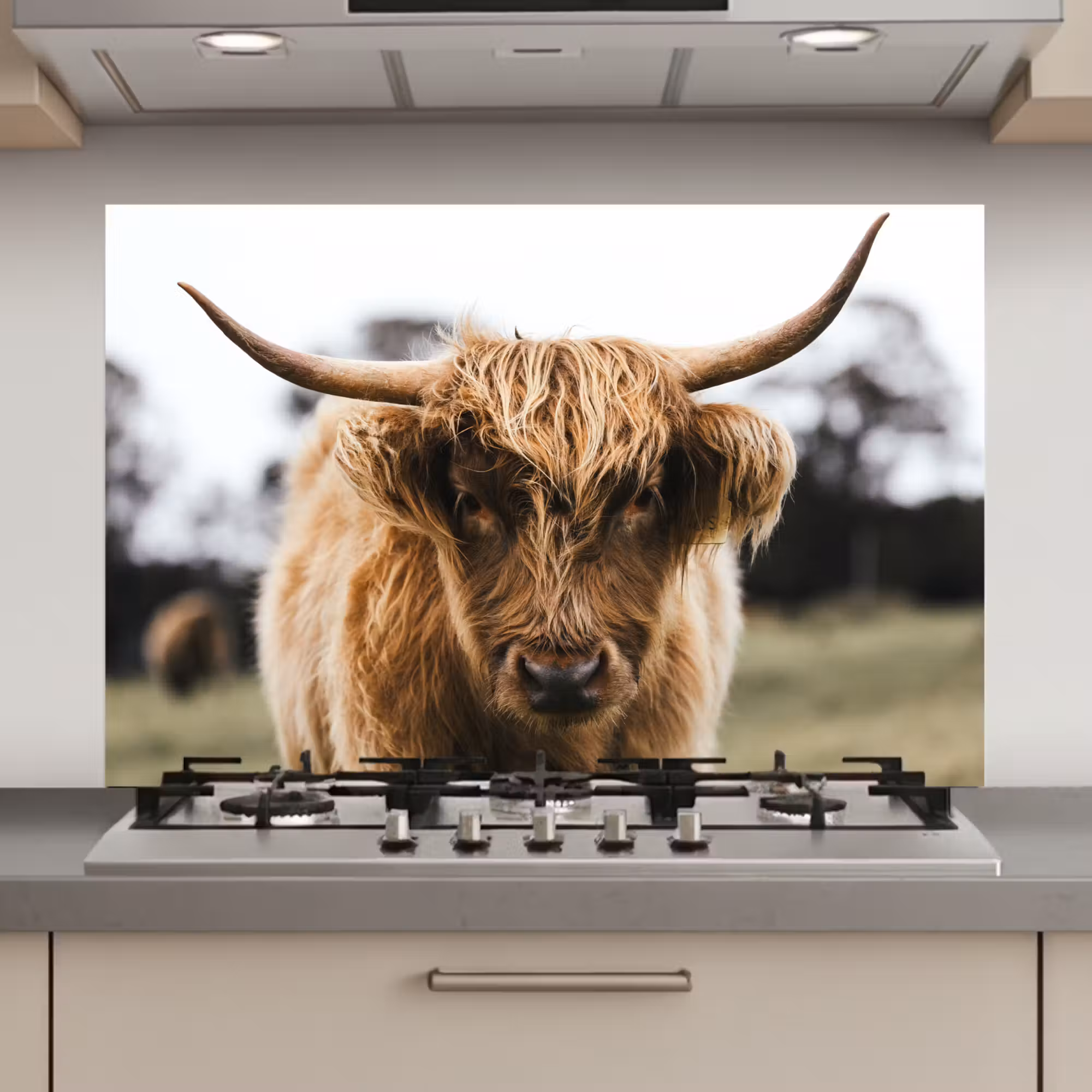 Spatscherm keuken - Schotse Hooglander - Koe - Gras - Dieren - Natuur