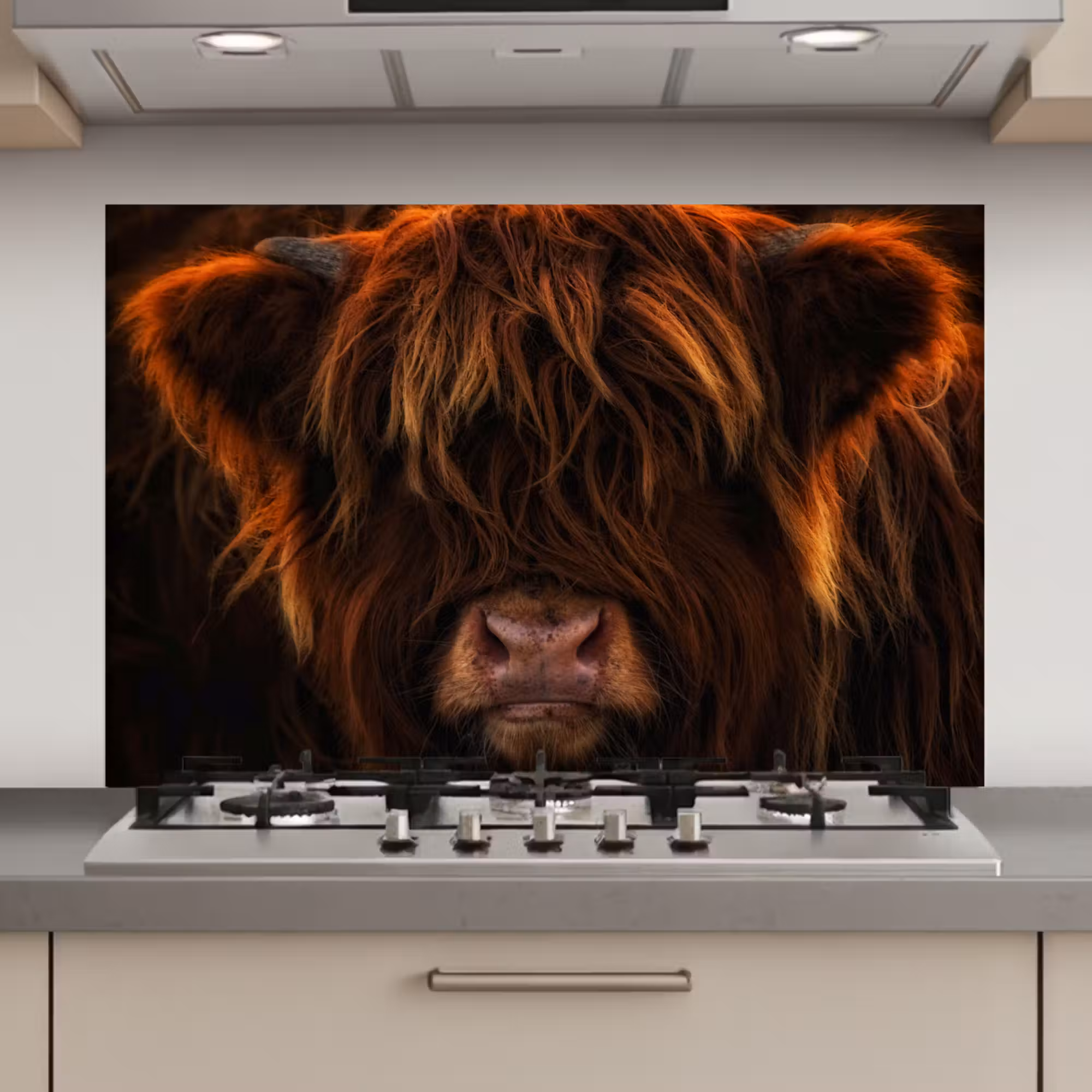 Spatscherm keuken - Schotse Hooglander - Koe - Portret - Dieren