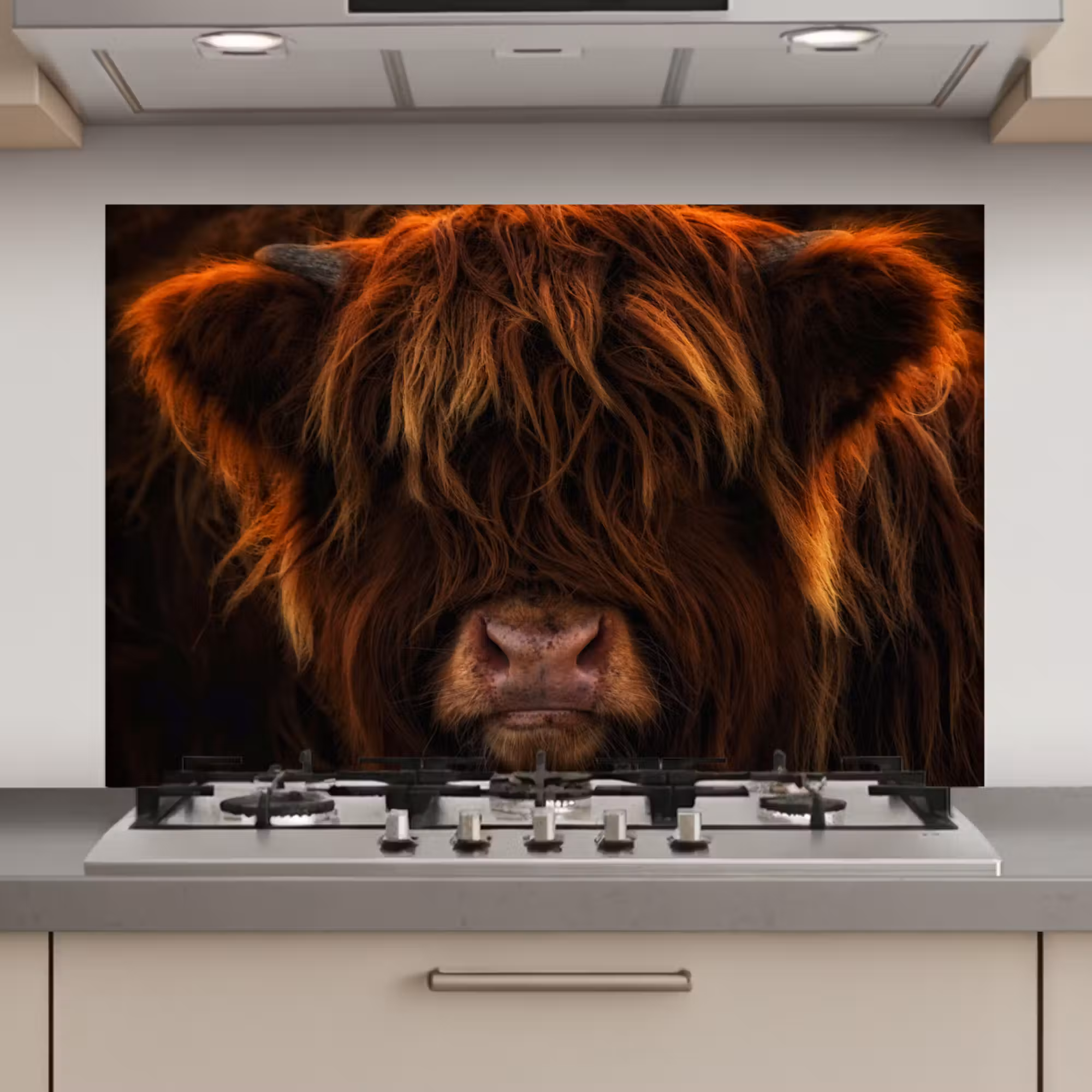Spatscherm keuken - Schotse Hooglander - Koe - Zwart - Portret