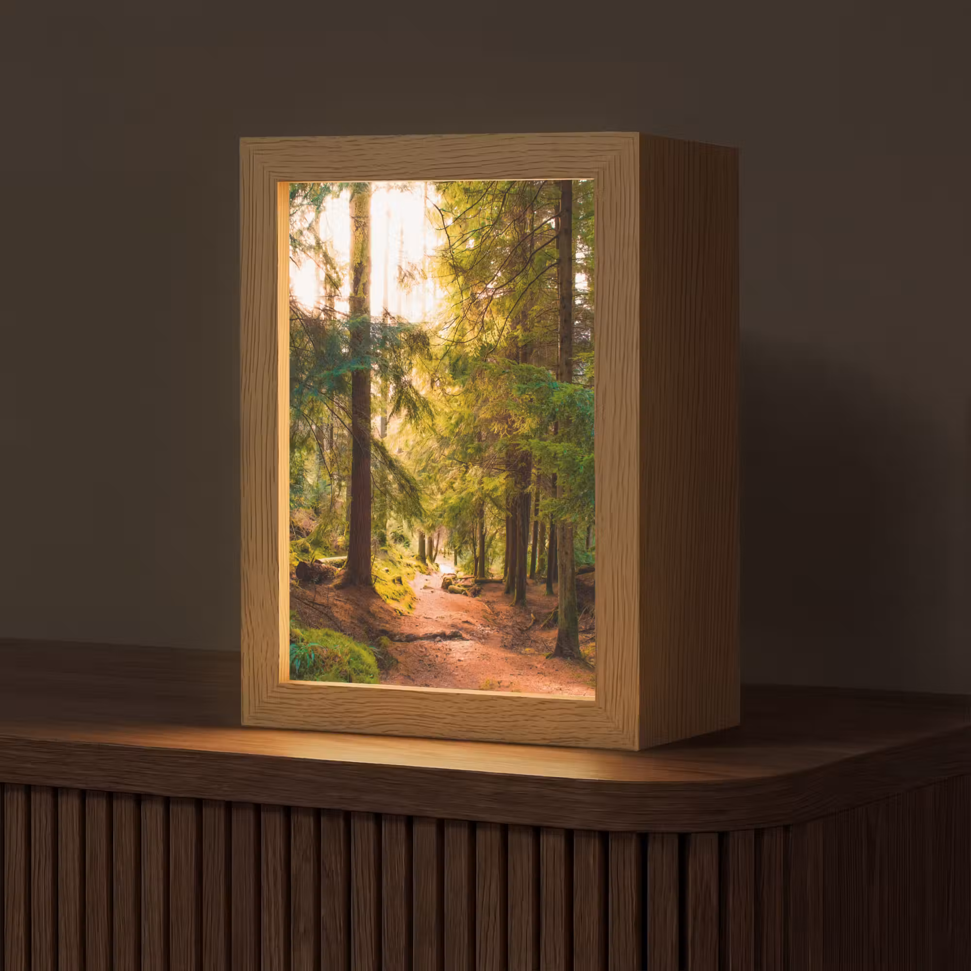 Tafellamp - Bos - Pad - Bomen - Groen - Zon - Natuur