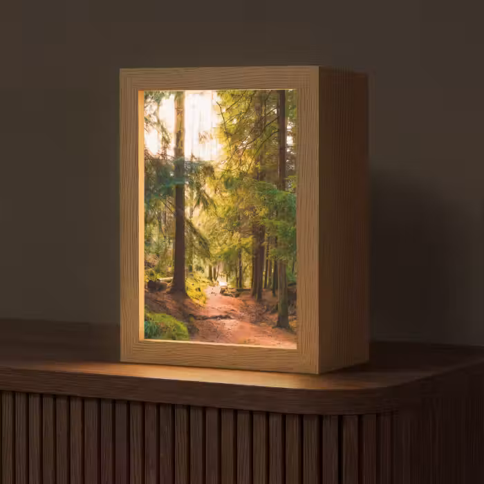 Tafellamp - Bos - Pad - Bomen - Groen - Zon - Natuur