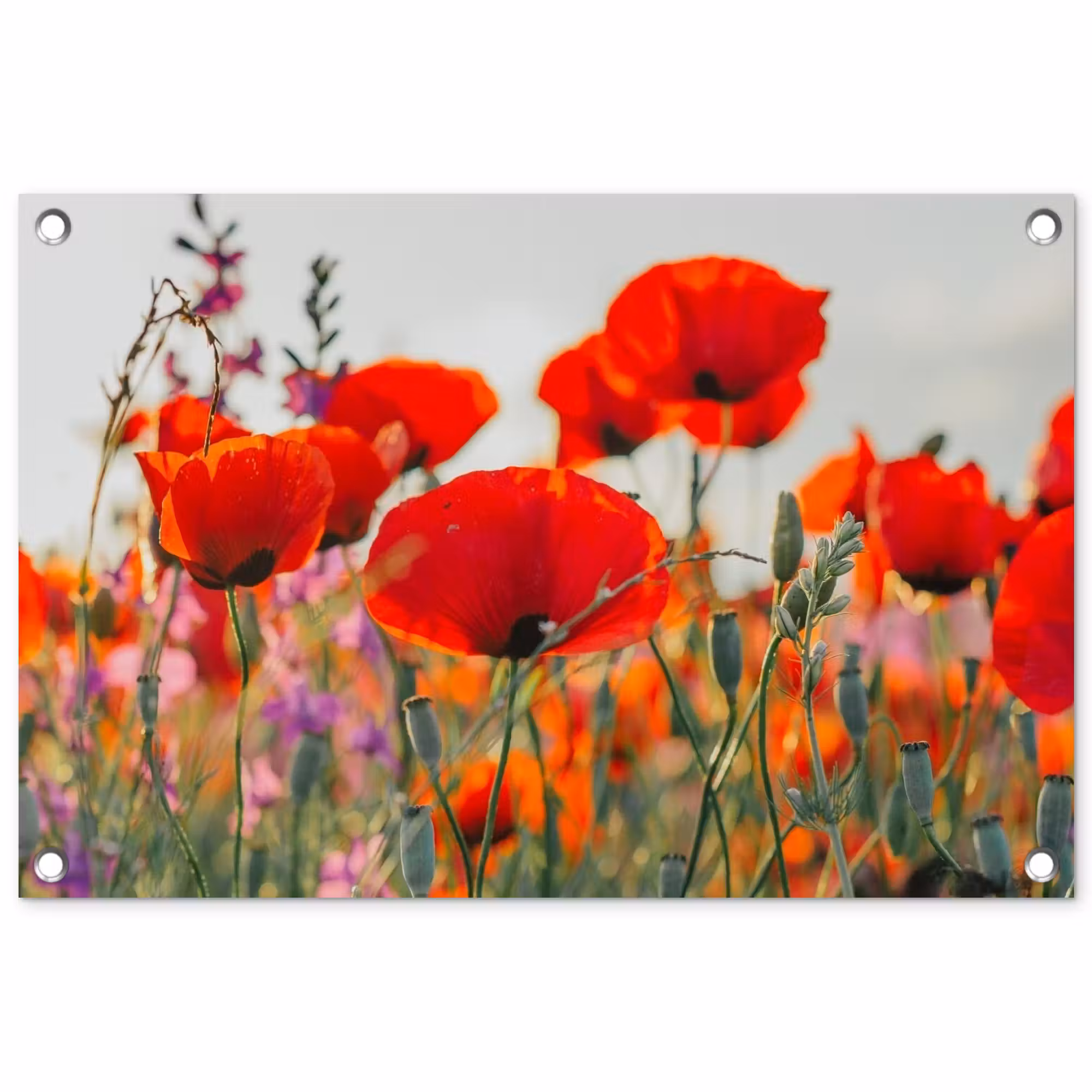 Tuinposter - Bloeipracht van Klaprozen
