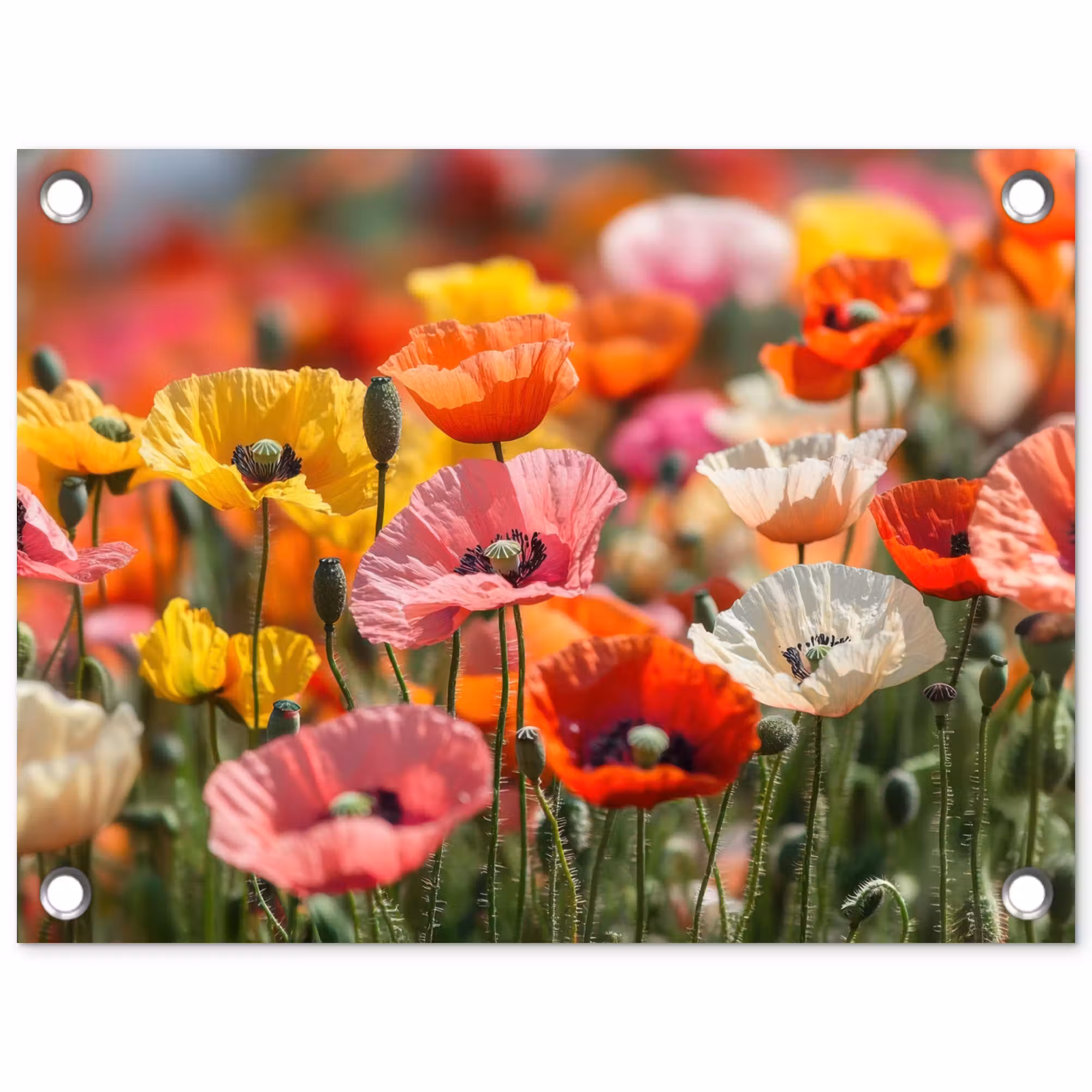 Tuinposter - Bloemenveld - Klaprozen - Kleurrijk