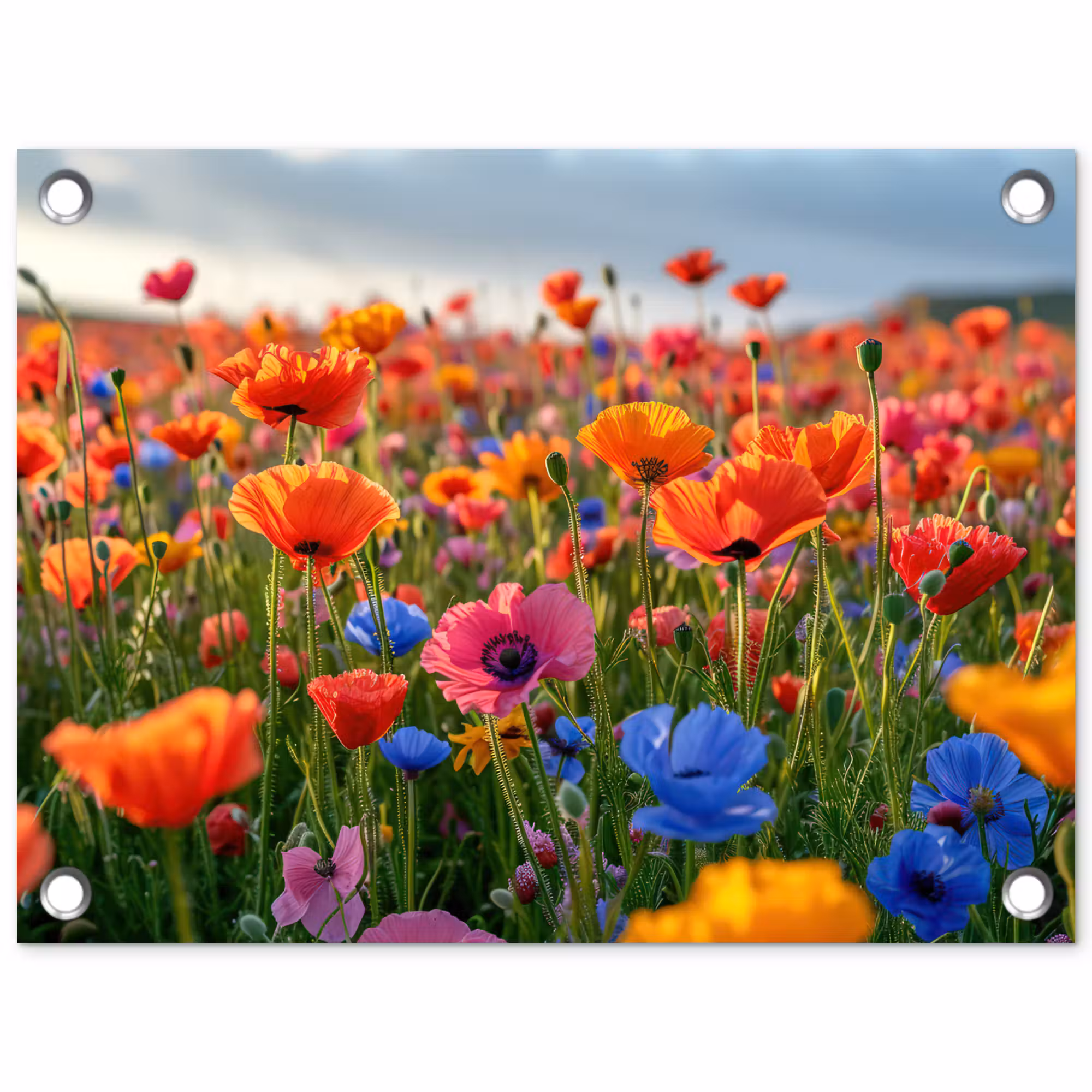 Tuinposter - Bloemenweide in volle bloei