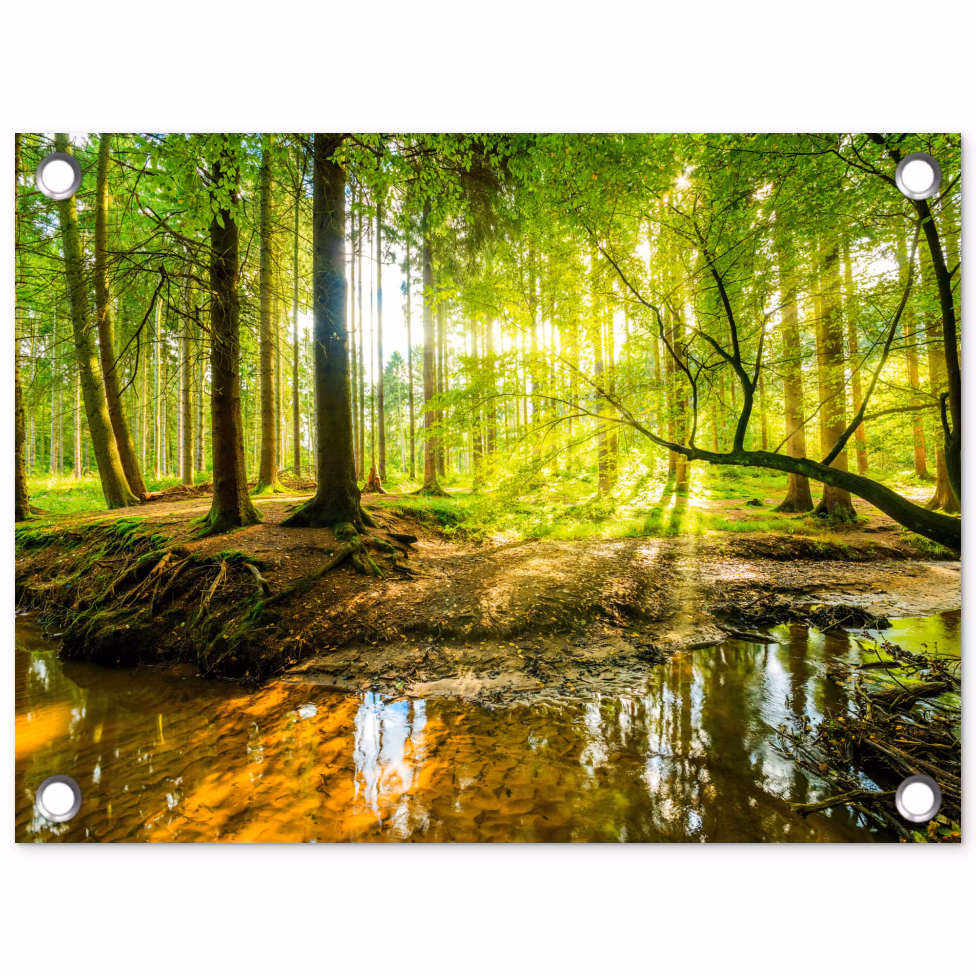 Tuinposter - Bos - Landschap - Water - Bomen - Zon - Groen - Natuur