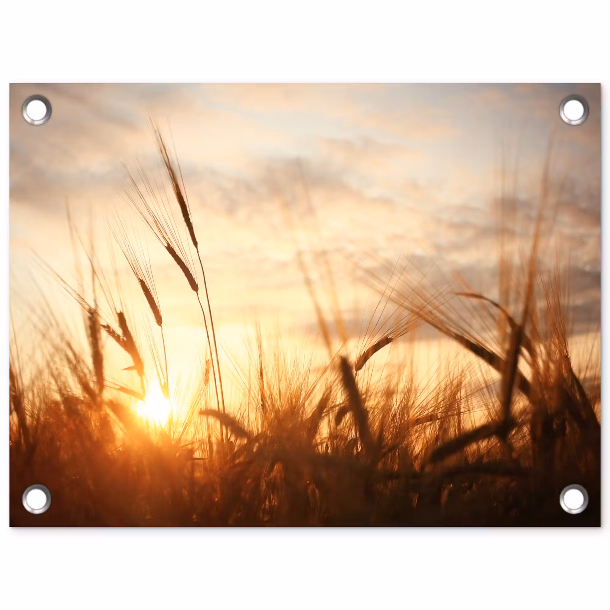 Tuinposter - Gouden Graanveld bij Zonsopgang