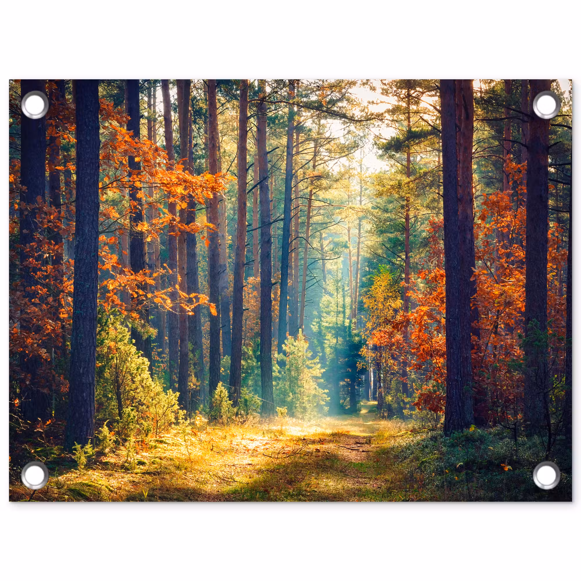 Tuinposter - Herfstbos in de Ochtendmist